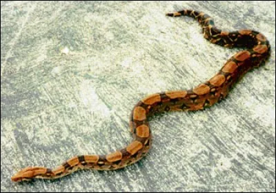 Quelle est la race de ce serpent ?