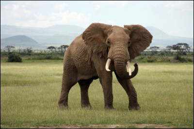 Ce joli éléphant, sais-tu d'où il vient ?