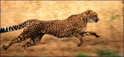 Wow, tu as vu comme il est rapide ! Mais sais-tu à combien de km/h il court ?