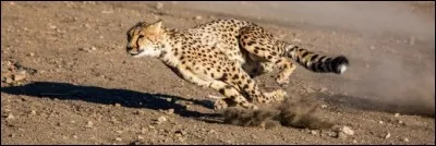 Sais-tu à quelle famille il appartient ?