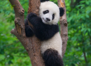 Quiz Petite visite chez les pandas du zoo