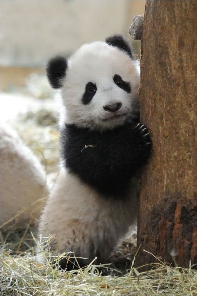 De quelle famille fait partie le panda ?