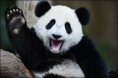Le panda se nourrit principalement de ... mais aussi de ..., ce qui le classe parmi les ... ?