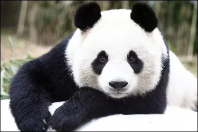Combien de temps dure la gestation d'une femelle panda ?