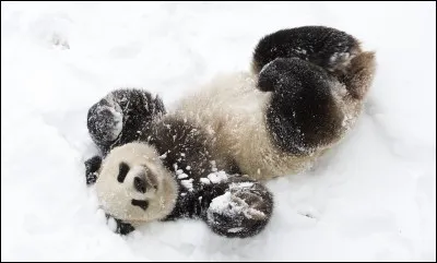 Combien pèse le panda ?