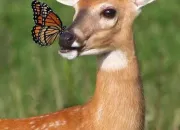 Quiz Les animaux