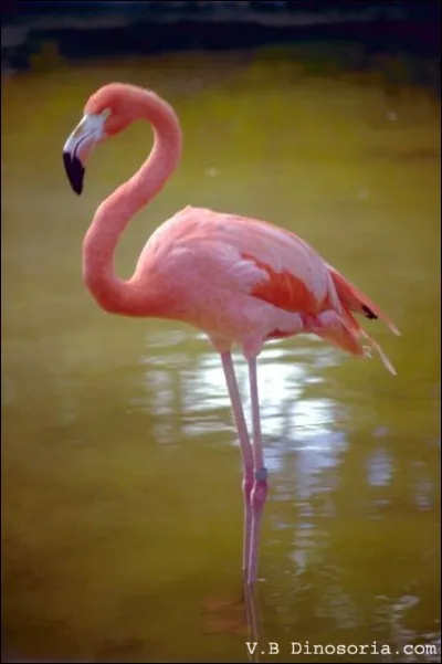 Les flamants roses sont de cette couleur parce qu'ils mangent...