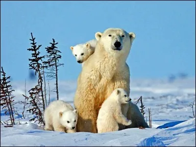 Qu'aiment manger les ours polaires ?
