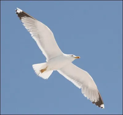 Qu'aiment manger les mouettes ?