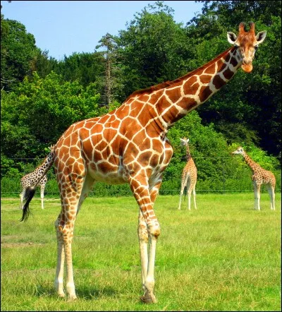 Qu'est-ce qui est pire qu'une girafe avec un torticolis ?