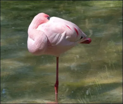 Pourquoi les flamants roses lèvent-ils une patte quand ils dorment ?