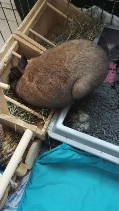Le lapin doit limer ses dents. Mais lequel de ces aliments ne sert à rien ?