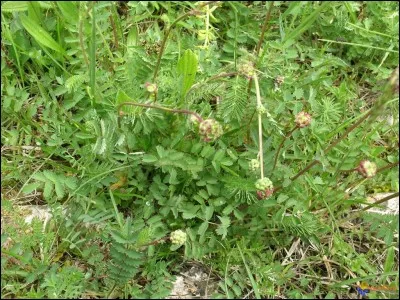 Quel aliment n'est pas recommandé ?