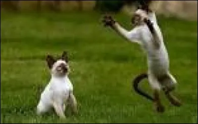 Quand tu t'entraînes enfin à te battre, tu te demandes quelles seront les techniques de combat d'aujourd'hui.