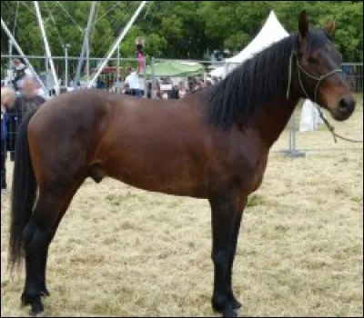 Quelle est cette race ?