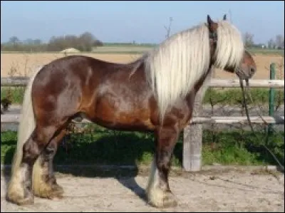 Quelle est cette race ?