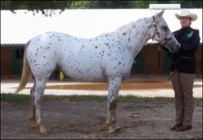 Quelle est cette race ?