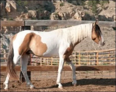 Quelle est cette race ?