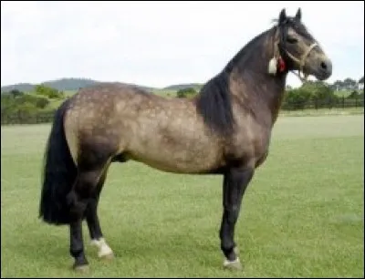 Quelle est cette race ?