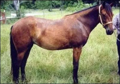 Quelle est cette race ?