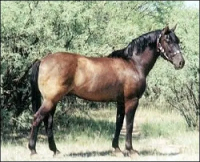 Quelle est cette race ?