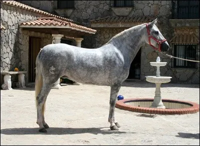 Quelle est cette race ?