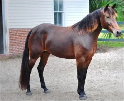 Quelle est cette race ?