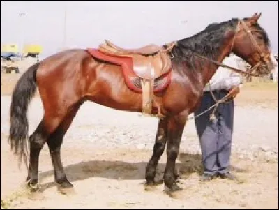 Quelle est cette race ?