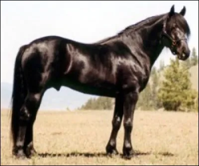 Quelle est cette race ?