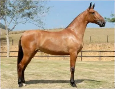 Quelle est cette race ?