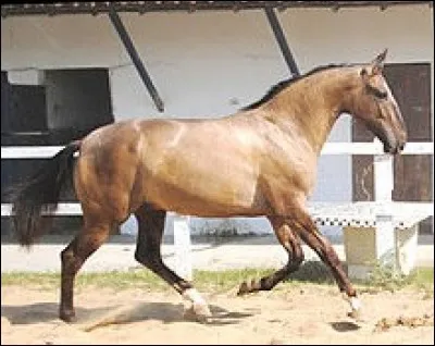 Quelle est cette race ?