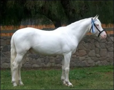 Quelle est cette race ?