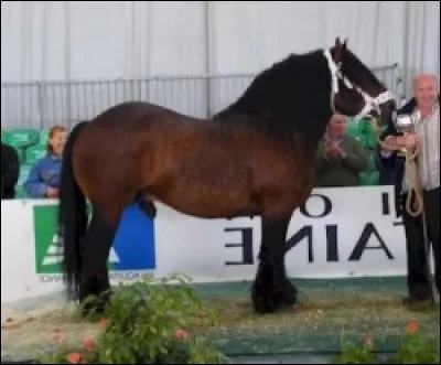 Quelle est cette race ?