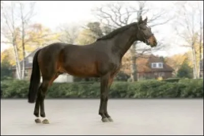 Quelle est cette race ?