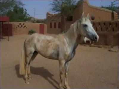 Quelle est cette race ?