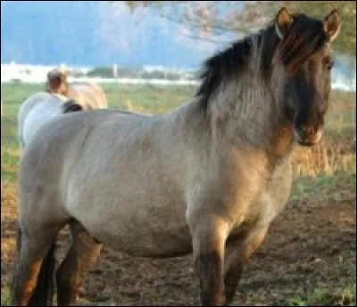 Quelle est cette race ?