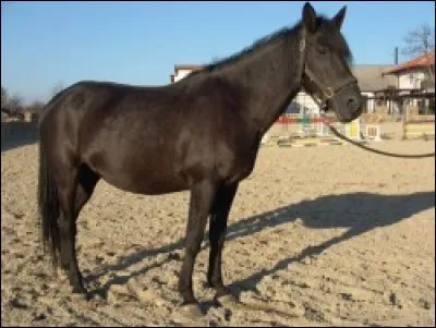 Quelle est cette race ?