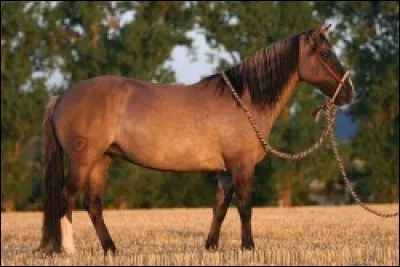 Quelle est cette race ?