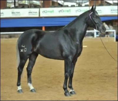 Quelle est cette race ?