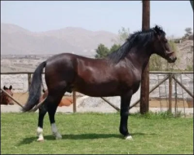 Quelle est cette race ?