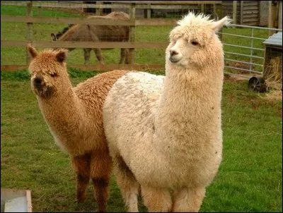 Comment se nomment ces animaux ?