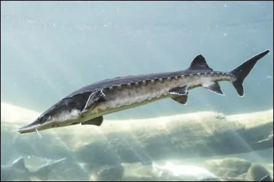 Où peut-on trouver des esturgeons, dont les ufs comestibles se nomment le caviar, entre ces pays ?