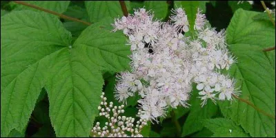 Son tube a toujours beaucoup de succès le premier jour de l'an.