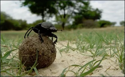 Quel est cet insecte qui fait rouler des morceaux de bouse sphériques jusqu'à son terrier ?