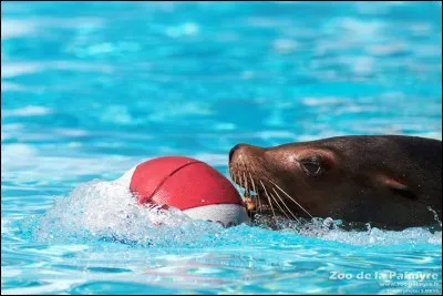Que veut dire arctocephalus australis ?