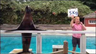 A combien de temps remontent les origines de l'otarie ?