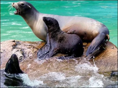 Quand commence-t-on à protéger les otaries ?