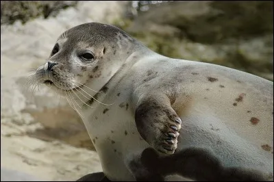 Quel animal fait partie de la même famille que l'otarie ?