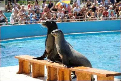 Que veut dire arctocéphalus pusillus ?