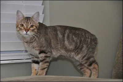 Quelle est la race de ce chat qui peut ne pas avoir de queue ?